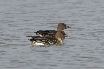 2022年1月15日(土) 稲美町の野鳥観察記録