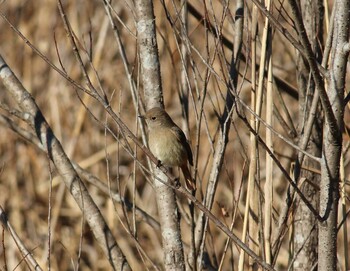 2022年1月16日(日) 北本自然観察公園の野鳥観察記録