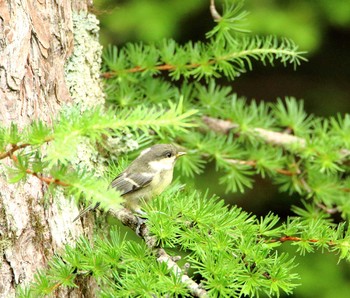 Coal Tit 富士山五合目 Thu, 7/27/2017