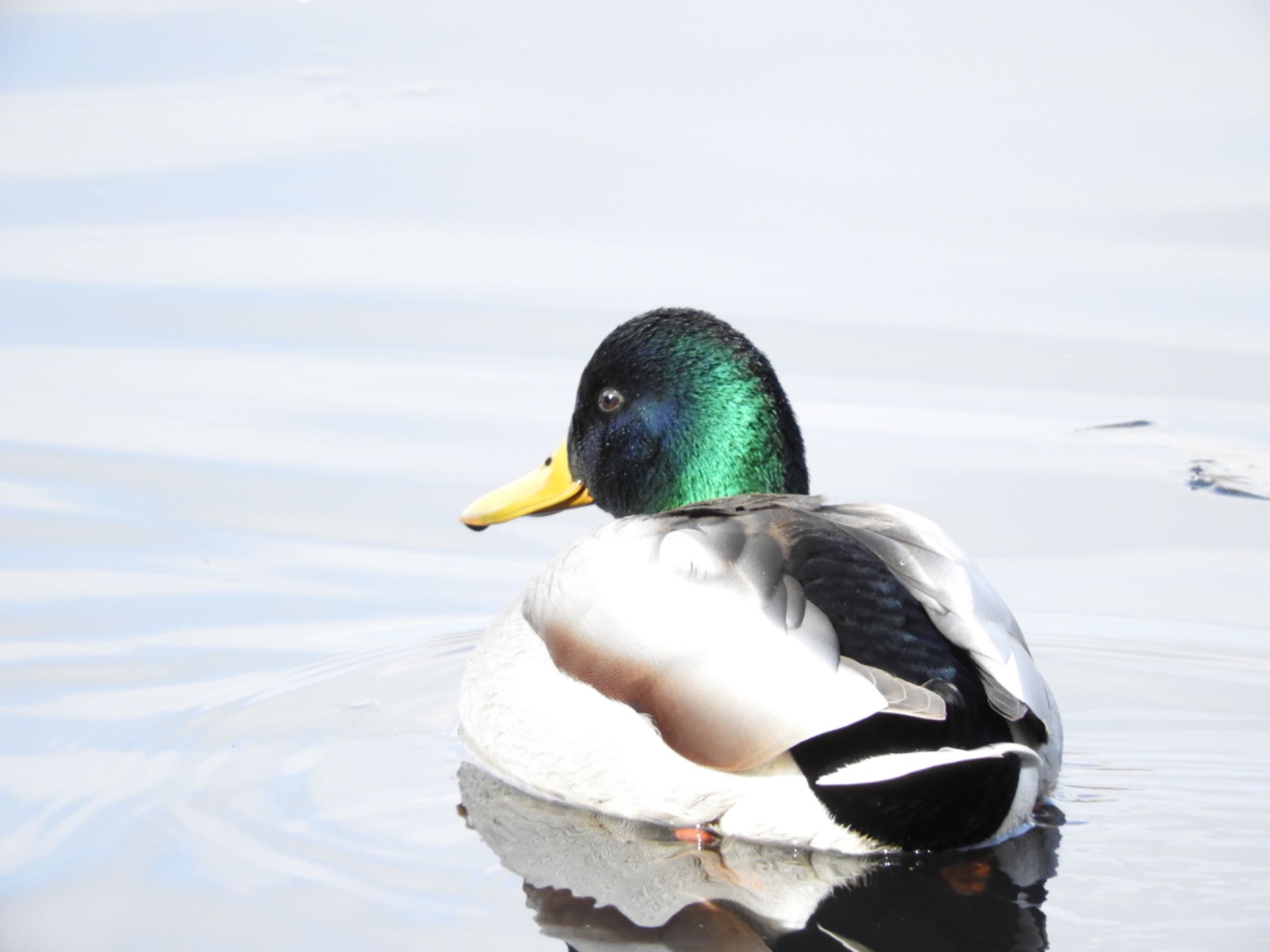 平城第4号近隣公園 マガモの写真 by sweets