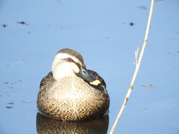 2022年1月16日(日) 平城第4号近隣公園の野鳥観察記録