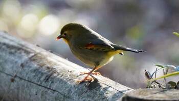 ソウシチョウ 津久井湖城山公園 2022年1月16日(日)