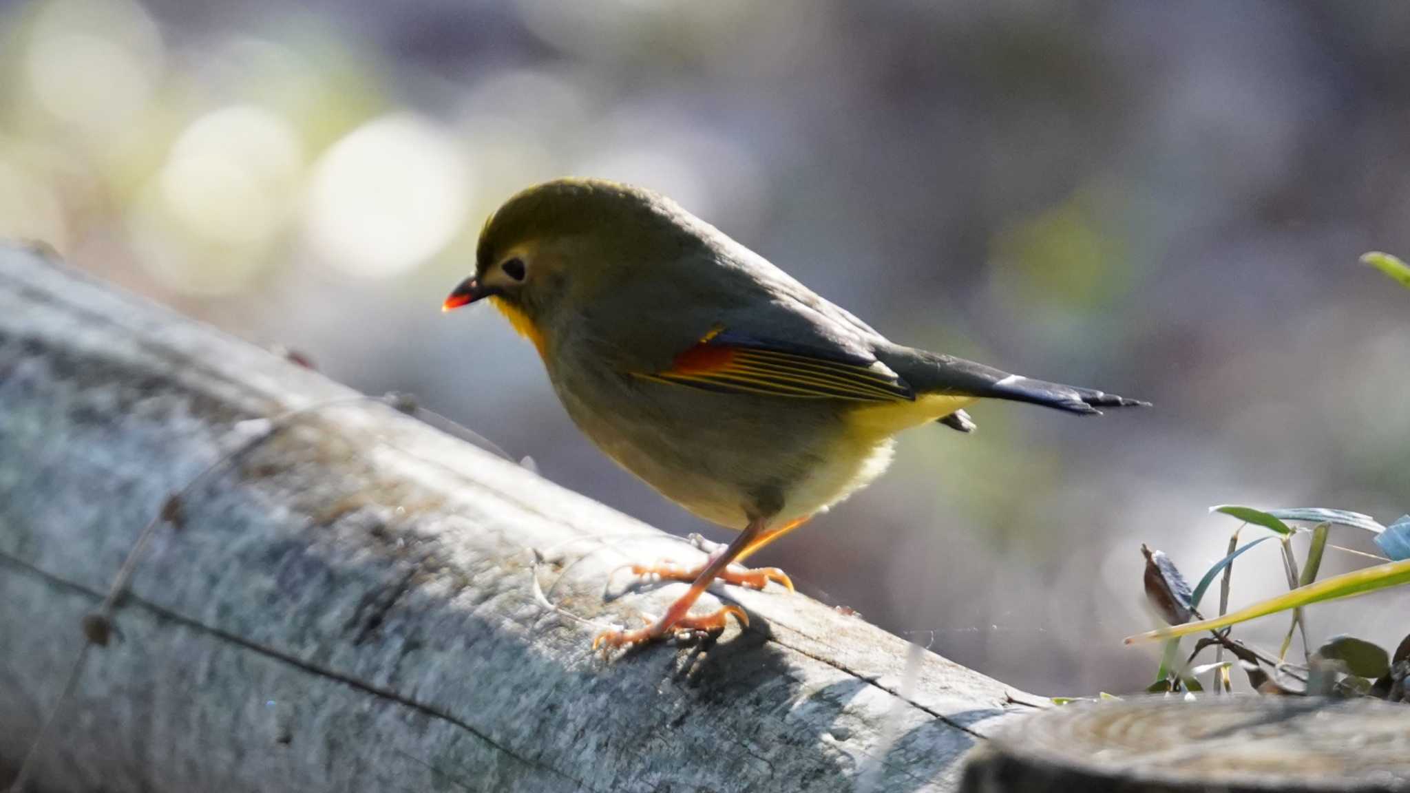 津久井湖城山公園 ソウシチョウの写真 by カシオリ