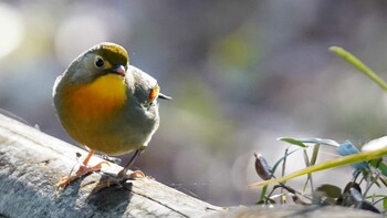 ソウシチョウ 津久井湖城山公園 2022年1月16日(日)