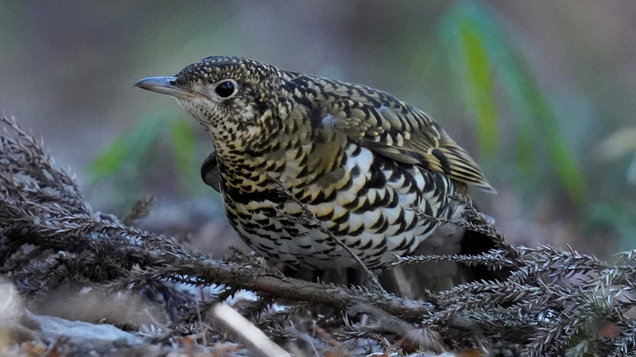 トラツグミ