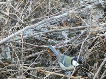 2022年1月16日(日) 鶴見川の野鳥観察記録