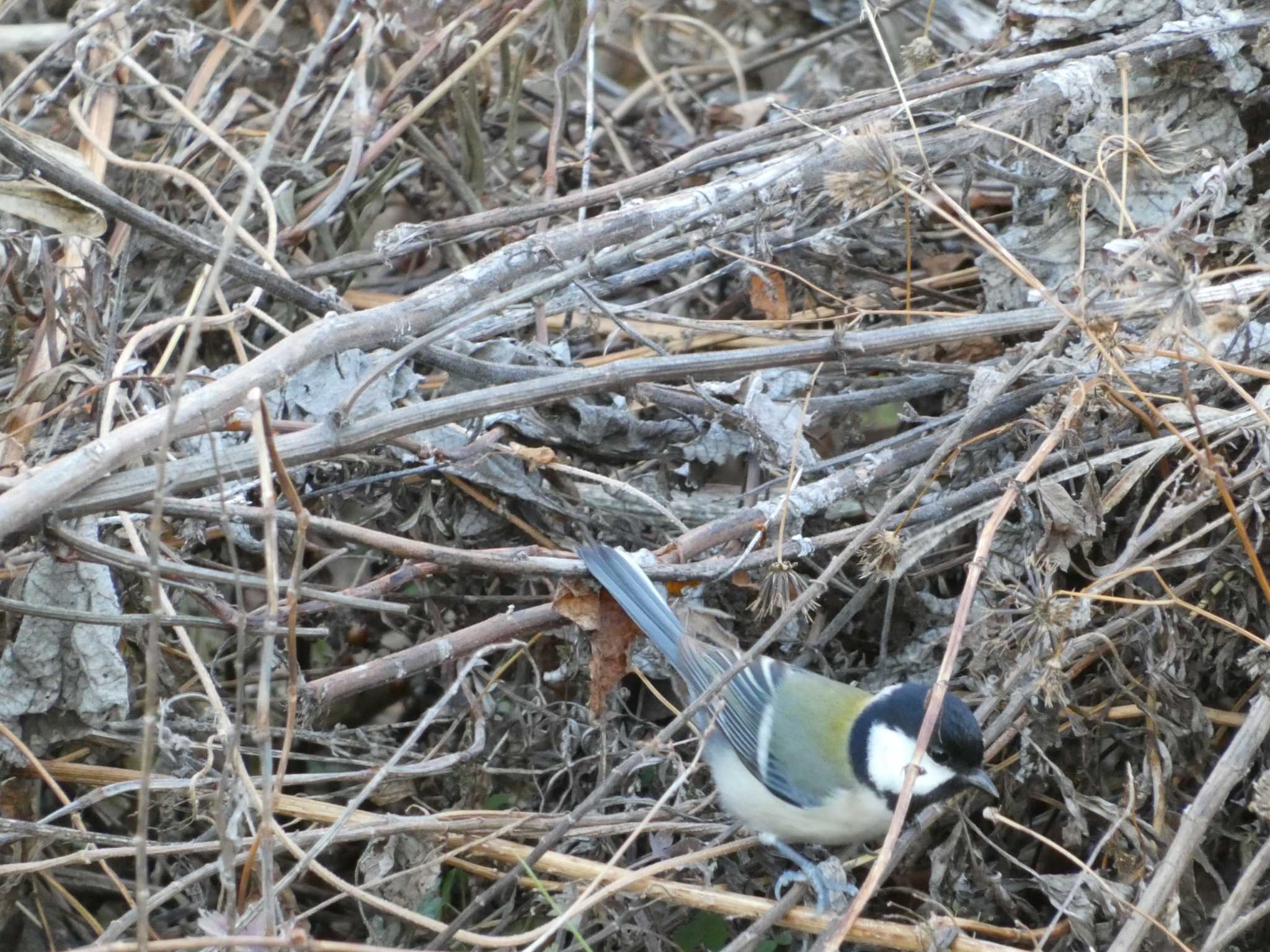 シジュウカラ