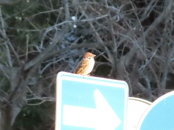 Eurasian Tree Sparrow 分倍河原駅前 Sun, 1/16/2022