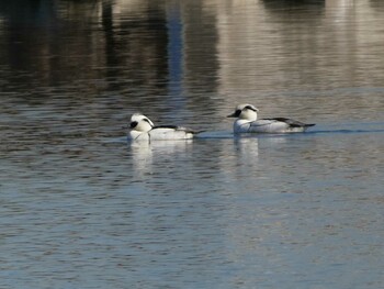 Sun, 1/16/2022 Birding report at Shin-yokohama Park