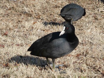 2022年1月15日(土) 恩田川(鶴見川合流点付近)の野鳥観察記録