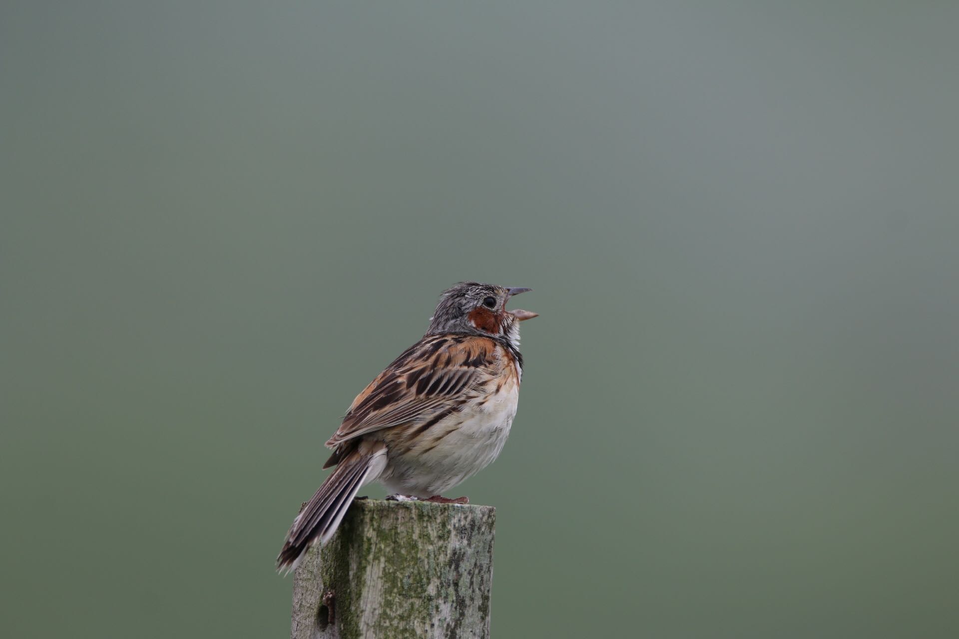 Photo of Chestnut-eared Bunting at  by ゴロー