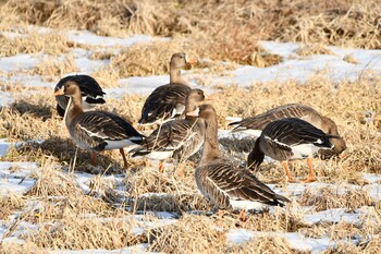 2022年1月15日(土) 伊豆沼の野鳥観察記録