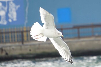 Vega Gull 隅田川 Sat, 1/15/2022