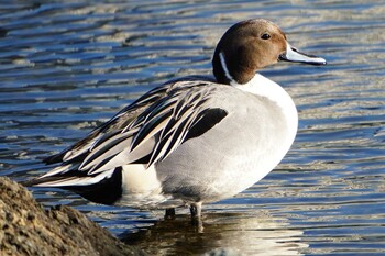 Northern Pintail 大島小松川公園 Sun, 1/16/2022