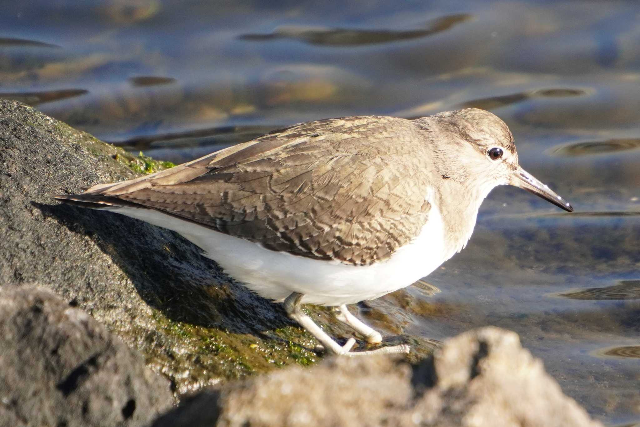 Photo of Common Sandpiper at 大島小松川公園 by 藤原奏冥
