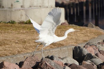 Great Egret 大島小松川公園 Sun, 1/16/2022