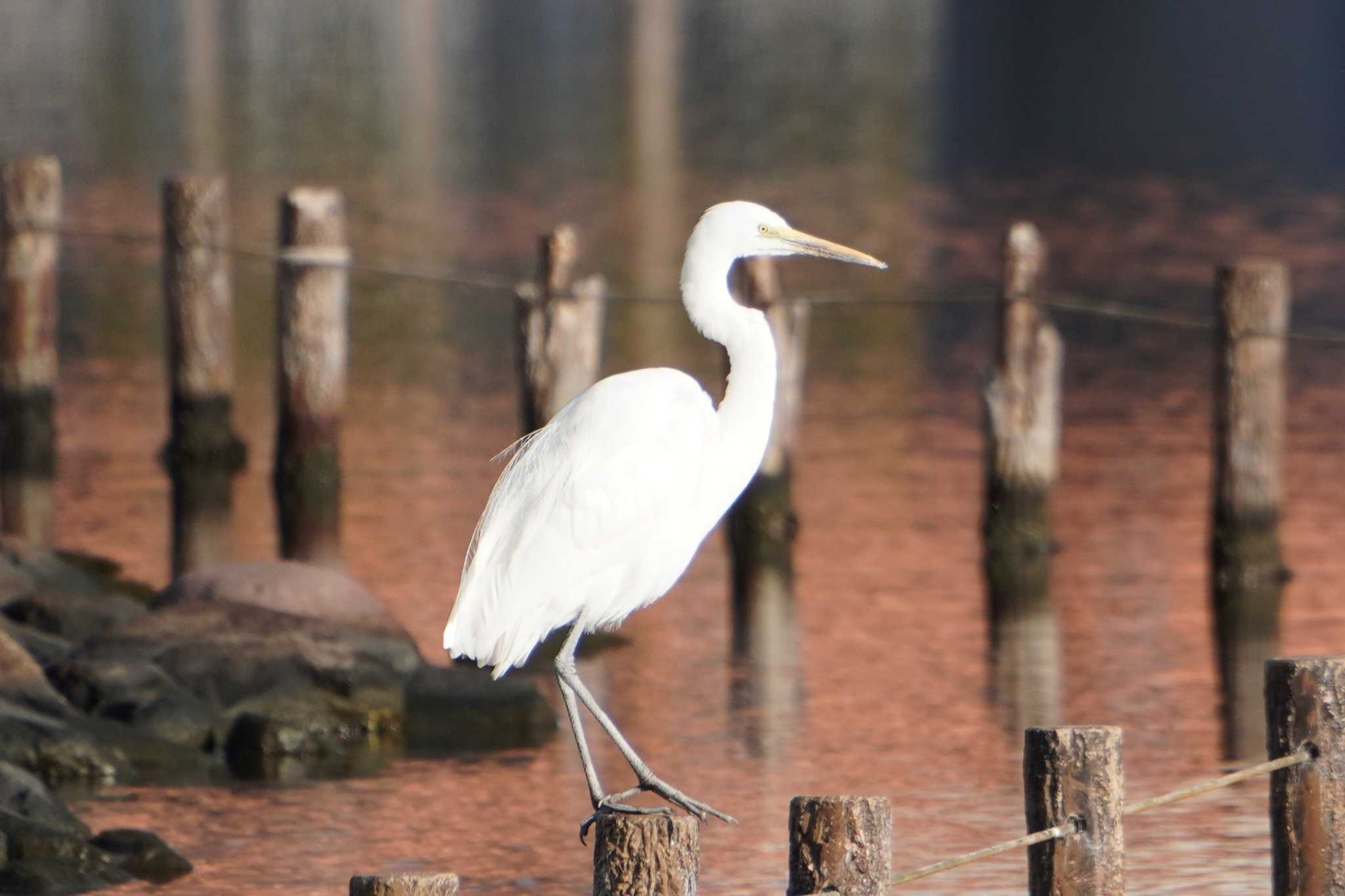 Photo of Great Egret at 大島小松川公園 by 藤原奏冥