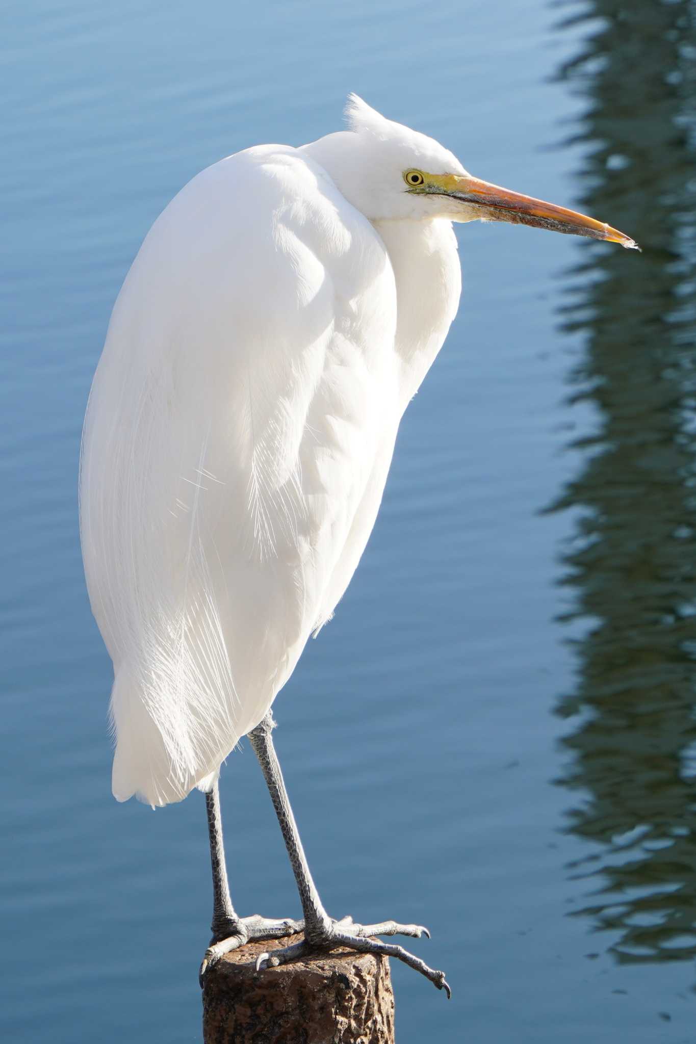 Photo of Great Egret at 大島小松川公園 by 藤原奏冥