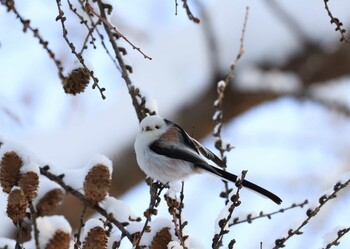 シマエナガ 真駒内公園 2022年1月16日(日)