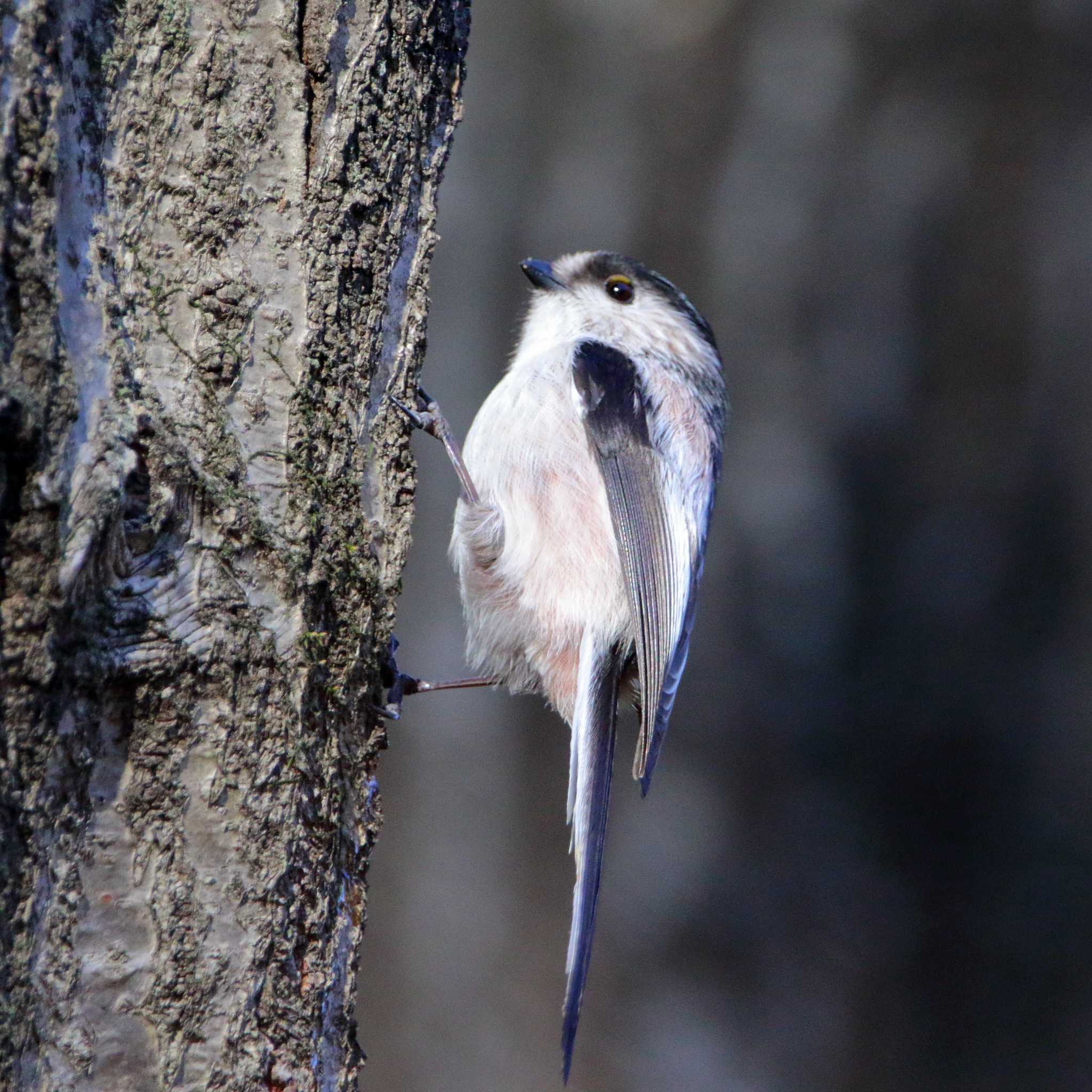 Photo of Long-tailed Tit at 横浜市 by reat