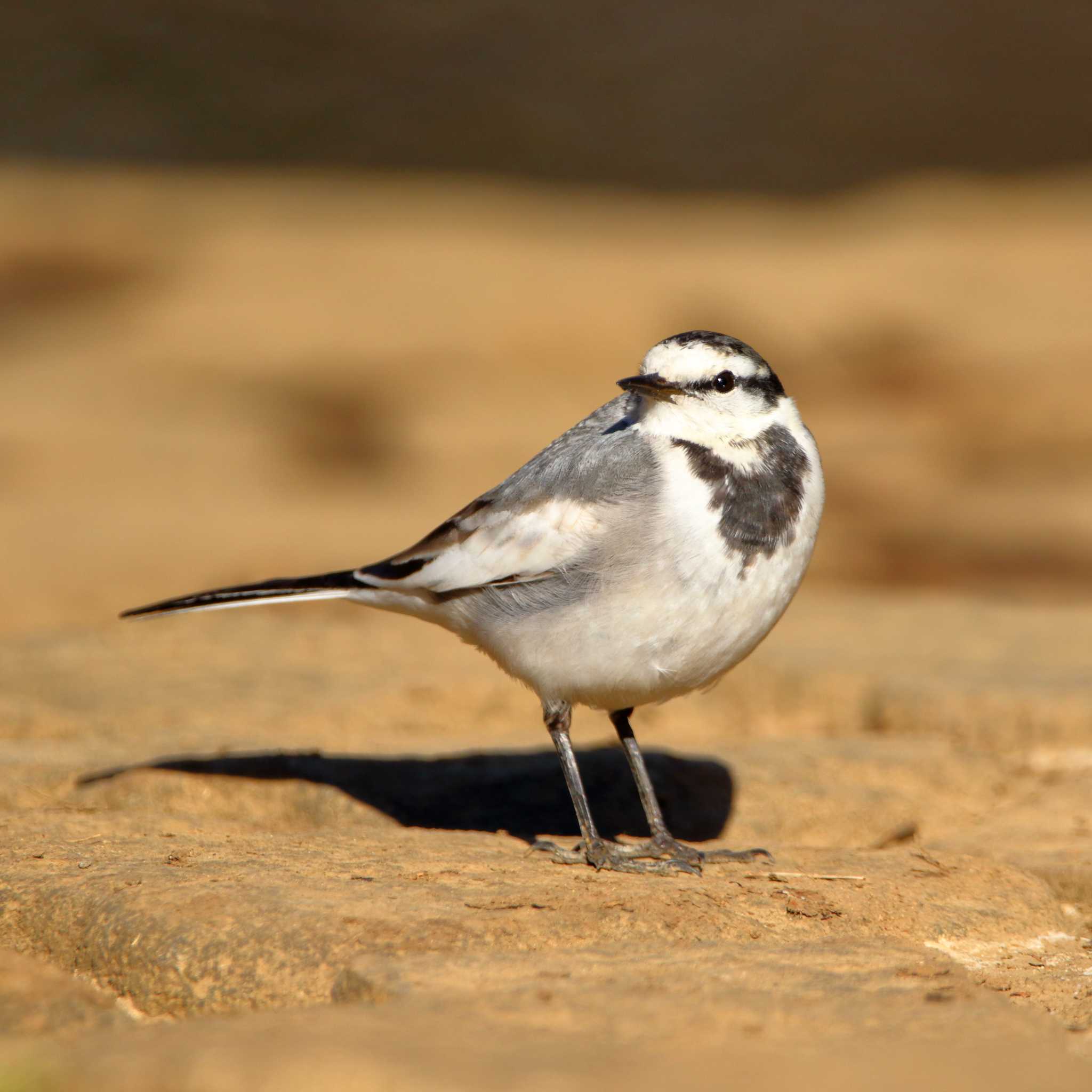 Photo of White Wagtail at 横浜市 by reat