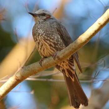 Brown-eared Bulbul 横浜市 Sun, 1/16/2022