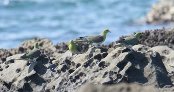 White-bellied Green Pigeon Terugasaki Beach Sat, 6/10/2017