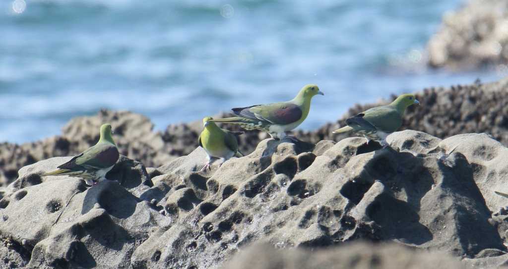 Photo of White-bellied Green Pigeon at Terugasaki Beach by 目指せ400
