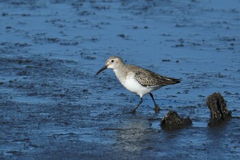 Dunlin 霞ヶ浦 Tue, 1/4/2022