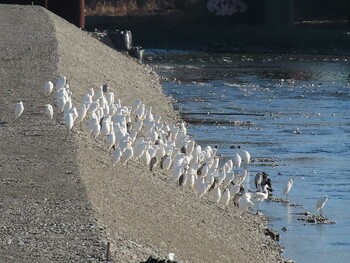 Great Egret 多摩川 Sun, 1/16/2022