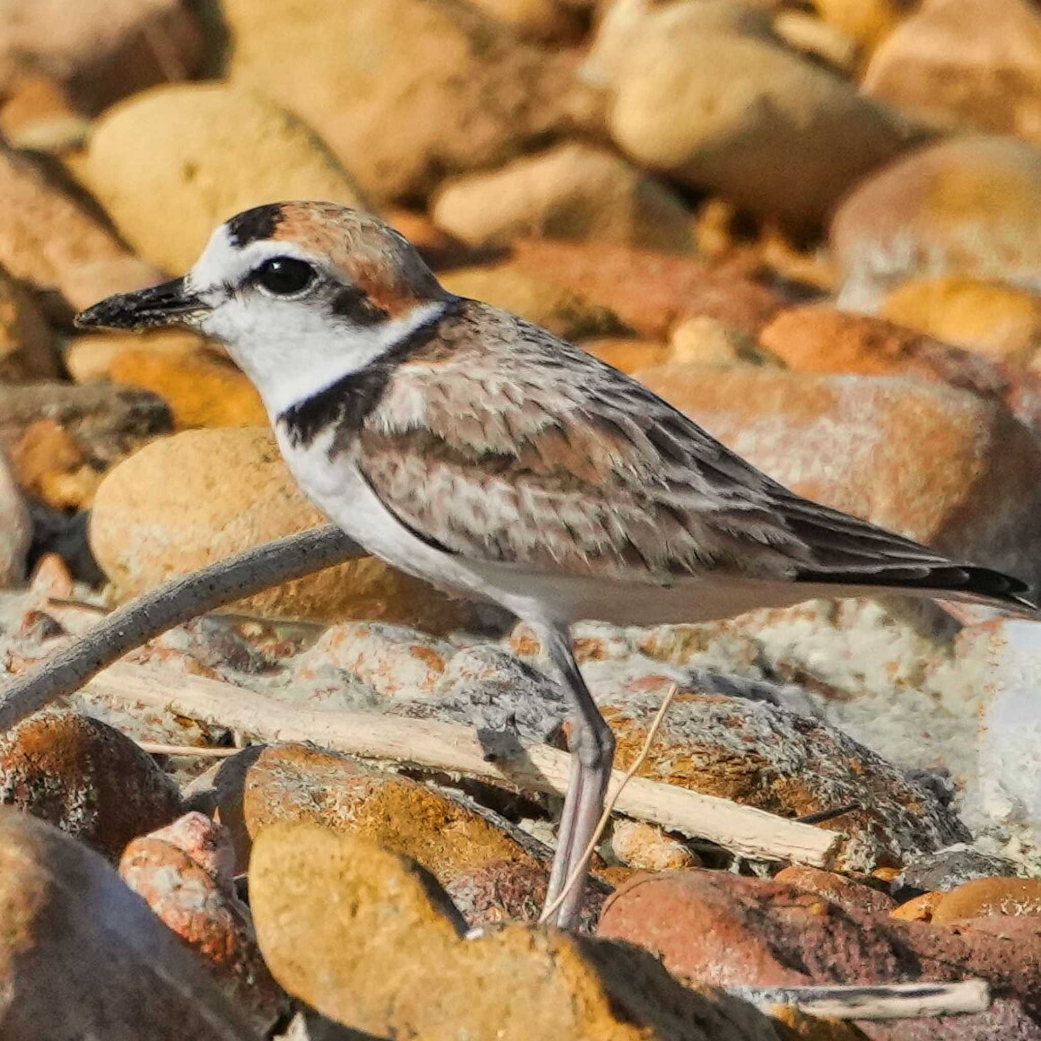 Malaysian Plover