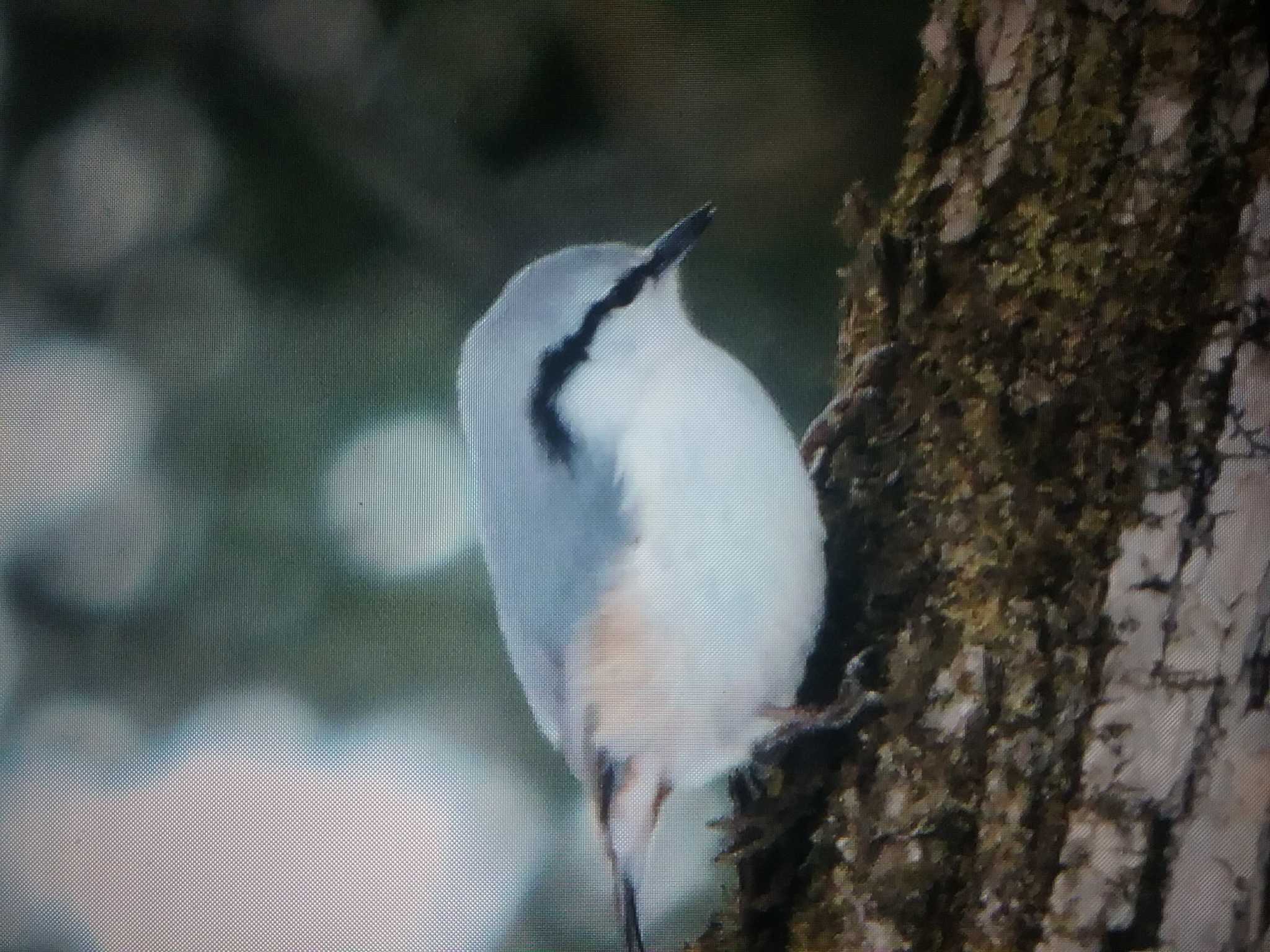 シロハラゴジュウカラ