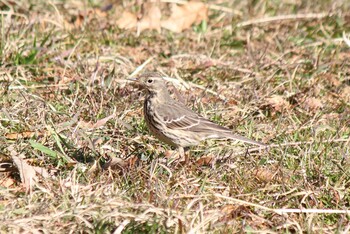 2022年1月16日(日) 水元公園の野鳥観察記録