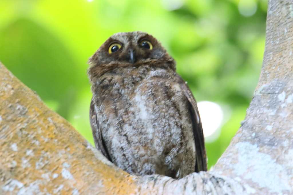 石垣島 リュウキュウコノハズクの写真 by 目指せ400