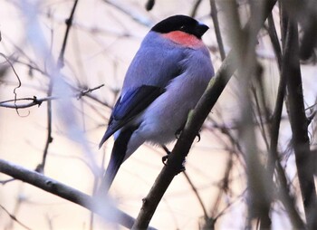 ウソ 紀伊山地 2022年1月15日(土)