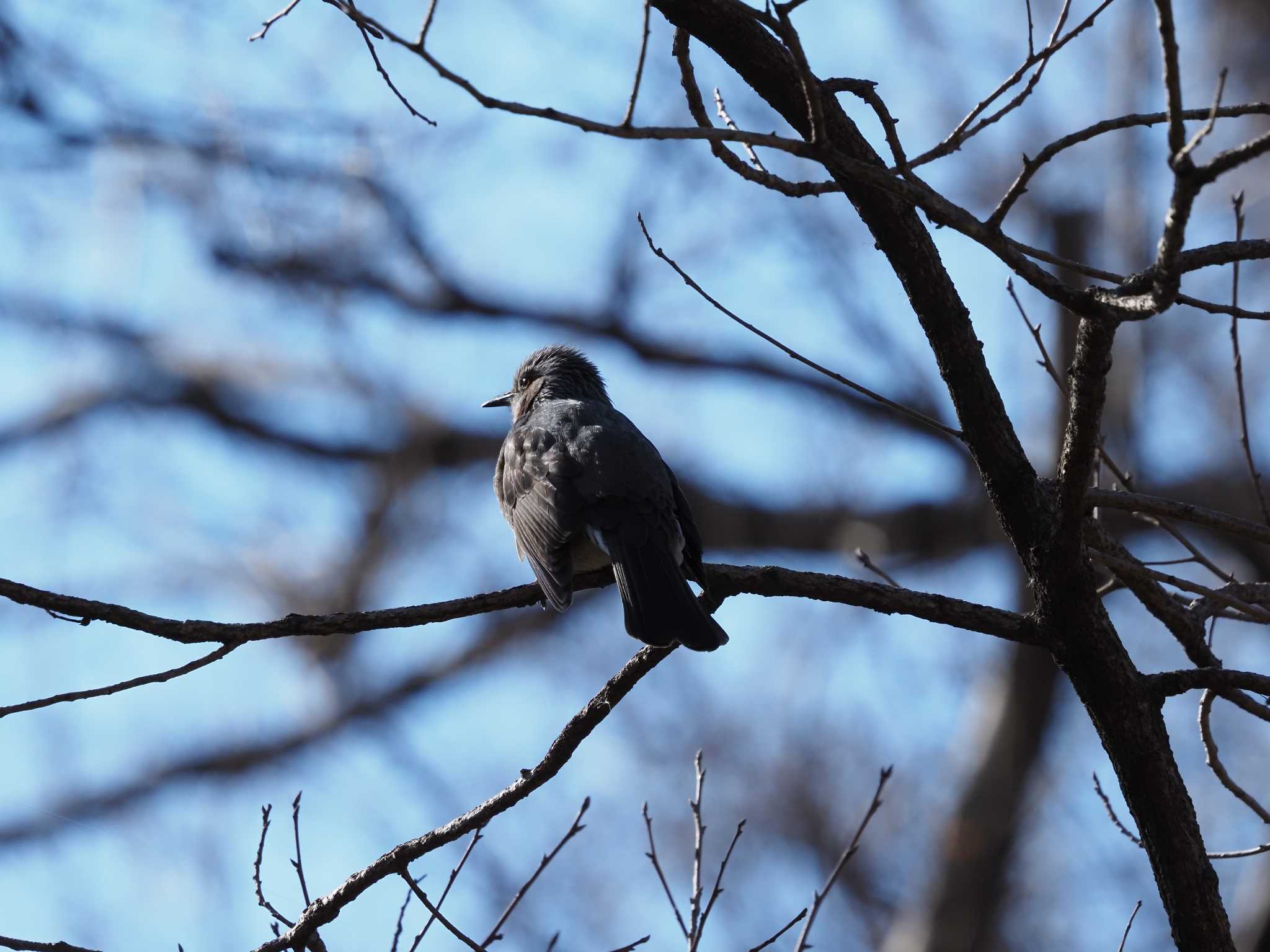 秋ヶ瀬公園 ヒヨドリの写真 by YamaGara