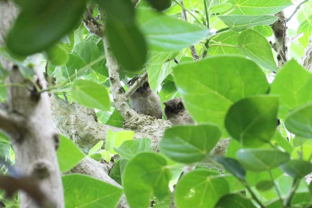 石垣島 リュウキュウコノハズクの写真 by 目指せ400