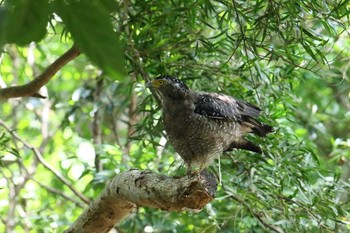 Crested Serpent Eagle Ishigaki Island Wed, 7/19/2017