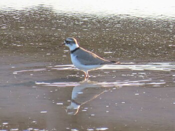 2022年1月16日(日) 伊佐沼の野鳥観察記録