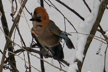 2022年1月16日(日) 真駒内公園の野鳥観察記録