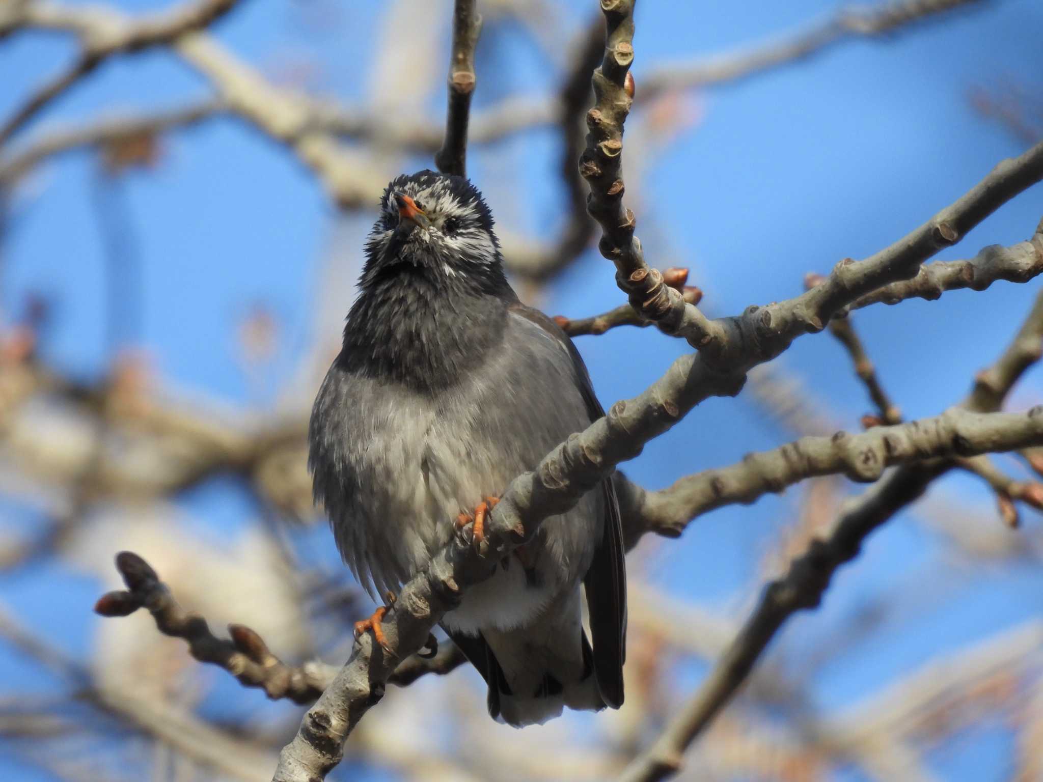 White-cheeked Starling