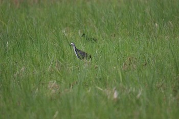 White-breasted Waterhen Ishigaki Island Tue, 7/18/2017