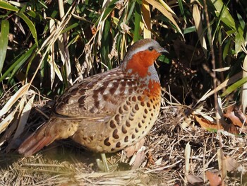 2022年1月16日(日) 東京都立桜ヶ丘公園(聖蹟桜ヶ丘)の野鳥観察記録