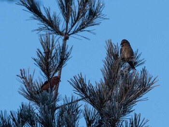 2022年1月16日(日) 岡谷林道の野鳥観察記録