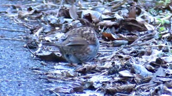 Japanese Accentor 神奈川県相模原市 Sun, 1/16/2022