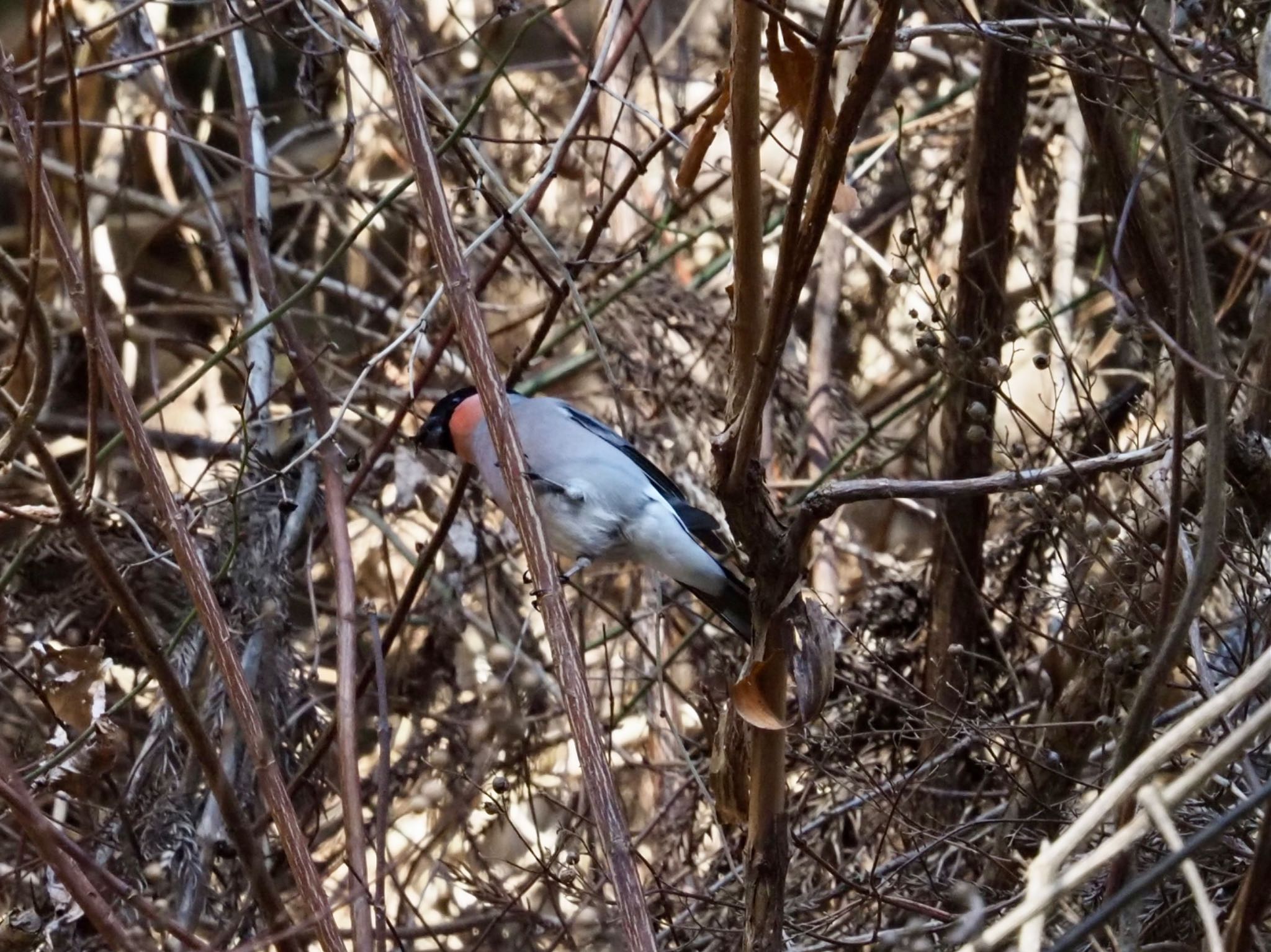 Photo of Eurasian Bullfinch at Hayatogawa Forest Road by shu118