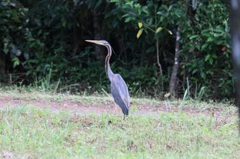 Purple Heron Ishigaki Island Wed, 7/19/2017