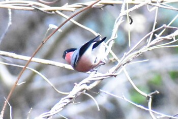 Eurasian Bullfinch 神奈川県相模原市 Sun, 1/16/2022