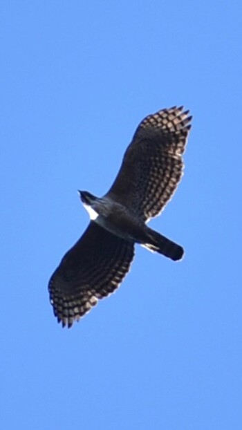 Mountain Hawk-Eagle 神奈川県相模原市 Sun, 1/16/2022