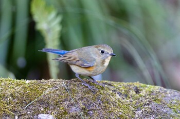 2022年1月16日(日) 薬師池公園の野鳥観察記録